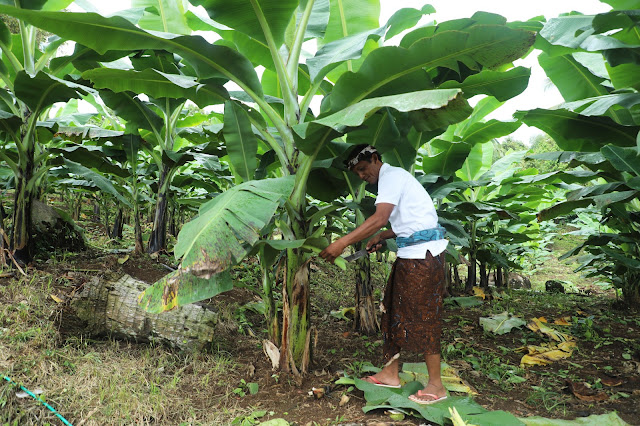 Sertipikat HPL Jadi Kunci, Desa Adat Asahduren Bali Kini Mandiri Lewat Pisang Cavendish